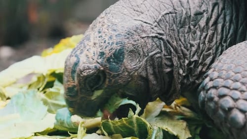 Riesige Aldabra-Riesenschildkröte frisst grüne Blätter im Reservat Sansibar Afrika