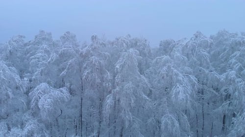 Arbres glacés en hiver