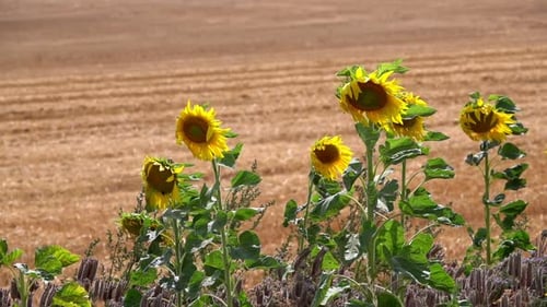 Sunflowers Swaying in a Field on Sunny Day