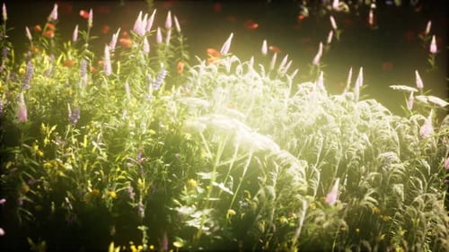 Wild Flowers in the Field