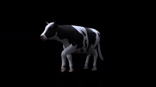 Cow Walk From View Front Side