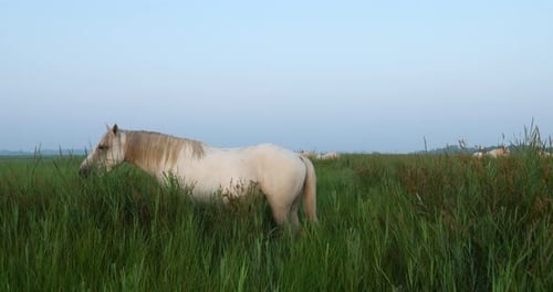 Weiße Camargue-Pferde, Camargue, Frankreich