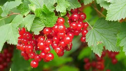 Red Currant at the Garden