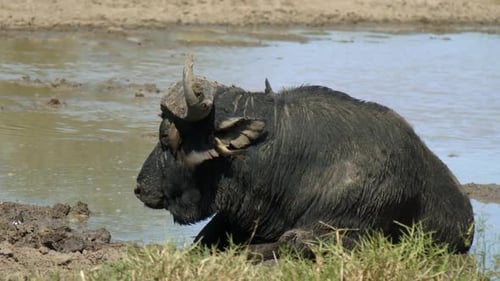 Viejo búfalo del Cabo con pájaros en la cabeza enfriándose en el barro del estanque. Primer plano de fotograma completo en cámara lenta