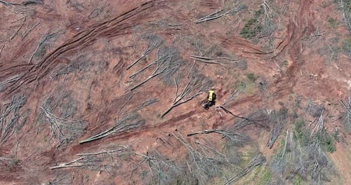 Crawler Excavator During Deforestation with a Tree Falls Forest That is Being Cut Down for