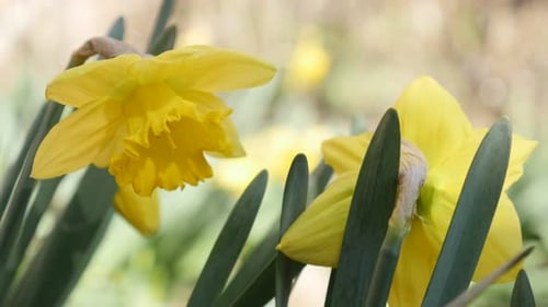 Schöne gelbe Pflanze im frühen Frühling Pseudonarcissus 4K 2160p 30fps UltraHD-Aufnahmen - Blüte von Na