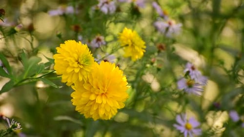 Lilac Astra Virginiana and Yellow Rudbeckia Blooms on a Flower Bed in the Garden