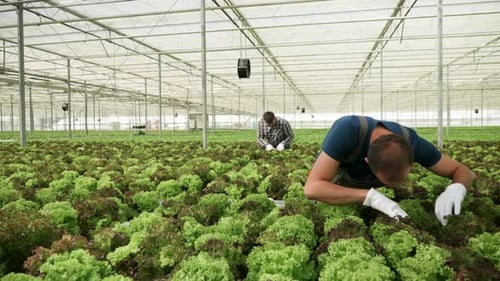 Landarbeiter inspiziert den Boden auf einem grünen Salat