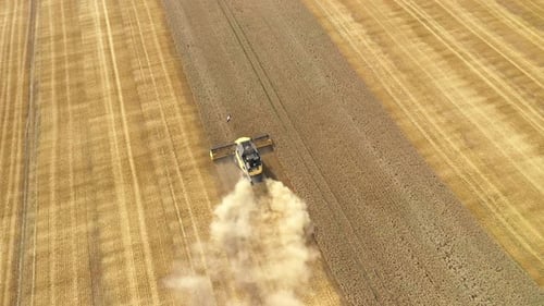 Harvester erntet Weizenernte auf dem Feld