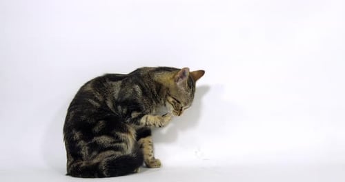 Brown Tabby Domestic Cat, Pussy sitting and Licking its Paw On White Background, Slow Motion 4K