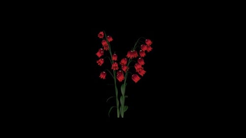 Rote Bauchblume wachsen