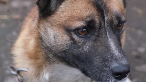 The Little Dog Looks at the Camera and Barks