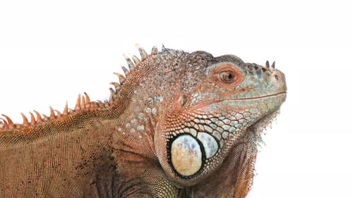 Cute Green Iguana Portrait