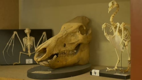 Cráneo de un cerdo en laboratorio
