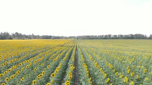 Aerial View of a Vast Sunflower Field