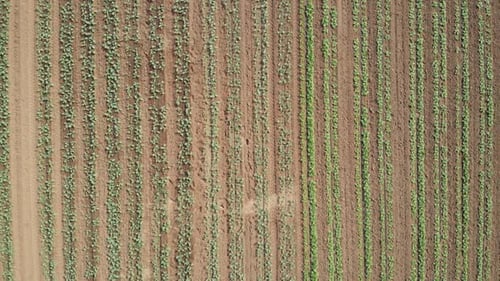 Cabbage Plants in Rows in a Farm Field Aerial View