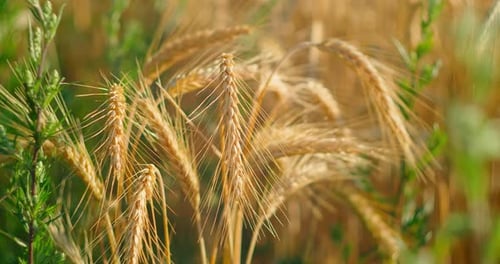 Ripening Ears of Meadow Wheat Field