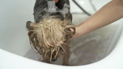Cute Terrier Dog Getting a Bath in a Tub