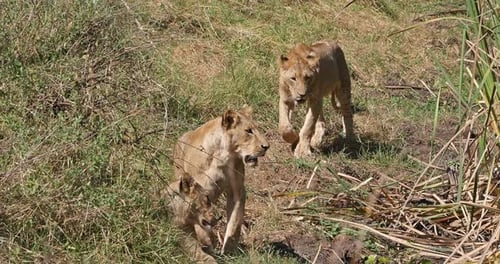 Afrikanischer Löwe, Panthera Leo, Gruppe in Savannah, Nairobi Park in Kenia, Echtzeit 4K