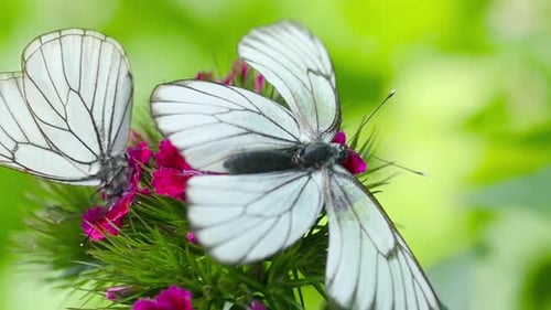 Elegant White Butterflies on Vibrant Pink Flowers