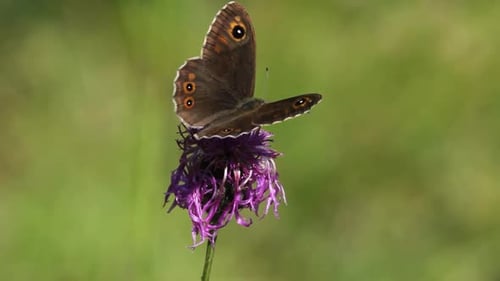 Papillon atterrissant sur le bleuet