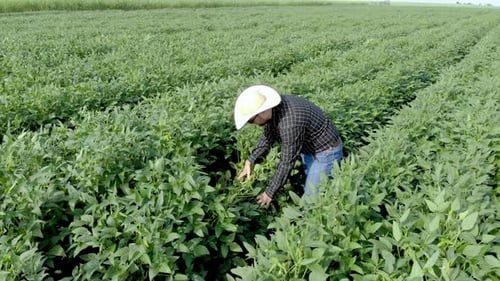 Agronomist inspecting soya bean crops growing in the farm field. Agriculture production concept. you