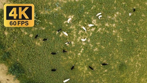 Cattle Grazing on Lush Green Pasture, Aerial View