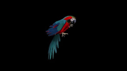 Parrot Idle 2