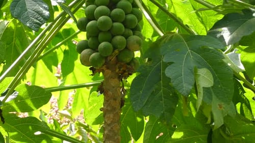Abundant Green Papaya Growing on a Lush Tree