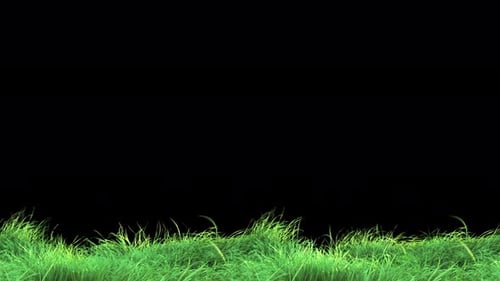 Waving Grass in The Strong Wind Loop 4K