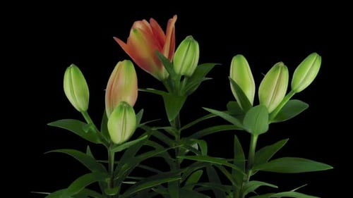 Orange Lily Flowers Blooming in Time Lapse