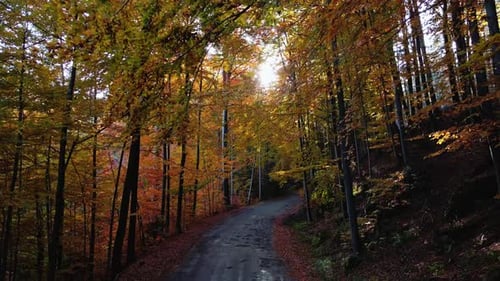 Road in Autumn Forest with Sunlights