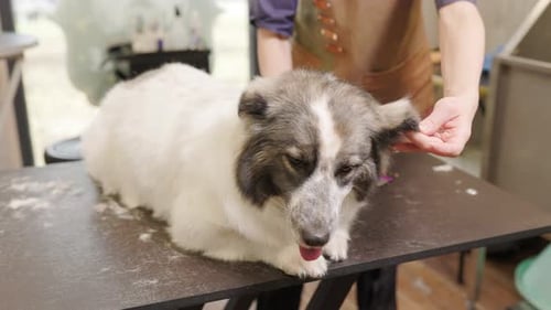 Dog Having Hair Groomed in Pet Salon
