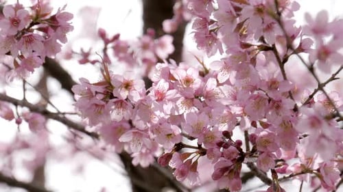 Pink Cherry Blossom Flowers Blooming in Springtime