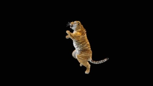 Tiger-Tanz HD