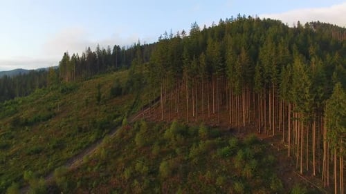 Deforestation. Aerial drone view of forest destroyed in Ukraine.