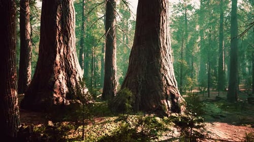 Giant Sequoias in the Giant Forest Grove in the Sequoia National Park
