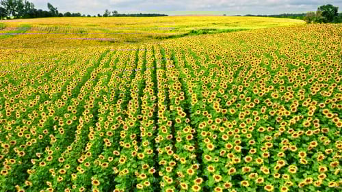 Aerial view of stunning sunflower field in summer