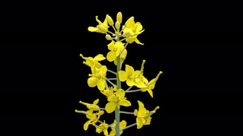 Yellow Flower Blooming Timelapse on Black Background