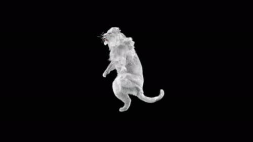 White Lion Dancing 4K