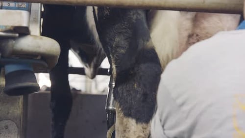 Close up on a worker milking cows on a dairy farm