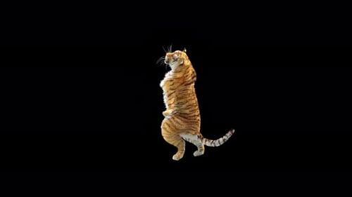 Tiger Tanzen 4K