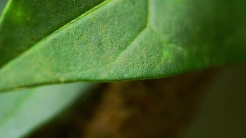 Pan close up of a green leaf in the jungle.