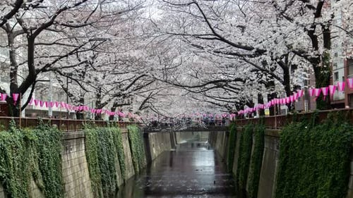 Tokio Frühlingskirschbäume blühen Meguro-Fluss