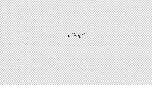 13 Black Birds - Flying Transition IV