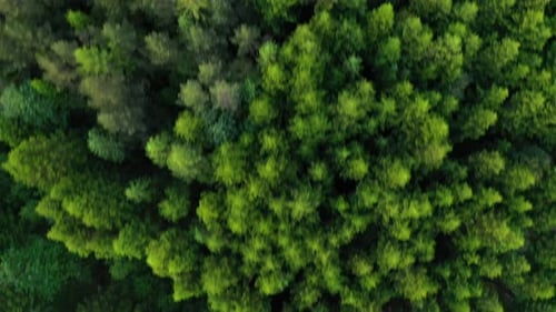 Nature. Aerial view at summer forest. Natural summer landscape from air.