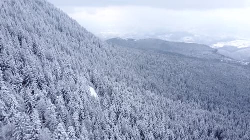Vista de Zumbido de hermosos paisajes invernales en las montañas con pinos cubiertos de nieve.