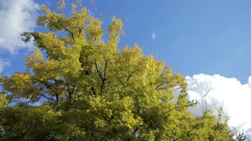 Tree Branches Swaying in the Breeze on Sunny Day