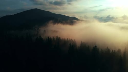 Aerial view: Amazing Thick Morning Fog Covering Mountains Spice and Spruce Forest.