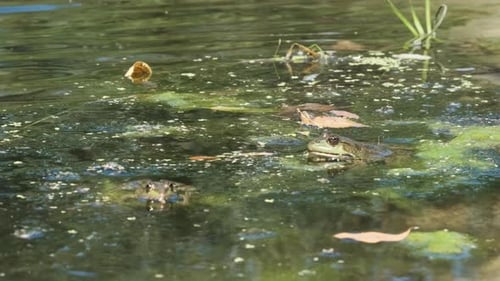 Grüner Frosch sitzt im Sumpf